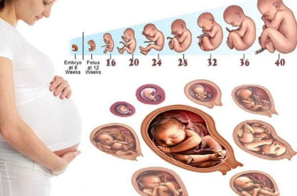 Sự phát triển của thai nhi theo tuần